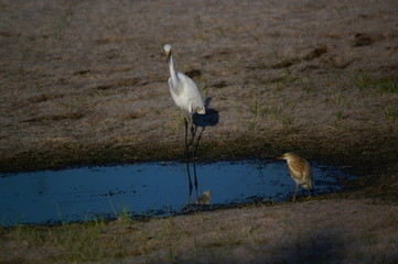 Great egret (Ardea alba) perched on watery soil