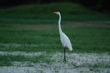 Great egret (Ardea alba) perched on watery soil