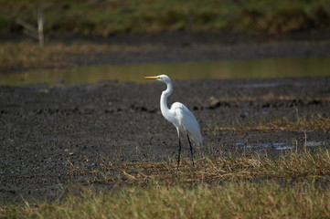Great egret (Ardea alba) perched on watery soil