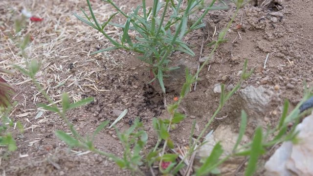 Ants at work in an anthill. Rocky soil anthill daily life in Catalonia, Spain. Camponotus vagus is a species of large, black, West Palaearctic carpenter ant. 4k video.
