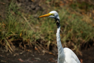 Great egret (Ardea alba) is injured in the neck