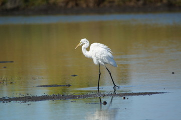 Great egret (Ardea alba) perched on watery soil