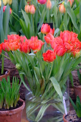  Bright red tulips are grown in pots. This is a great gift for Easter, wedding, Mother's Day.