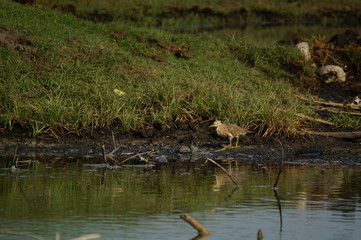 The Javan pond heron (Ardeola speciosa) is a wading bird of the heron family, found in shallow fresh and salt-water wetlands in Southeast Asia. Its diet comprises insects, fish, and crabs.