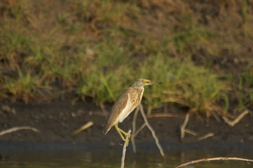 Javan pond heron (Ardeola speciosa) perched on a branch