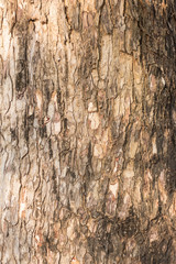Close up tree bark for background