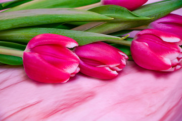 Obraz premium Bouquet of pink tulips on a pink background. Holiday card.