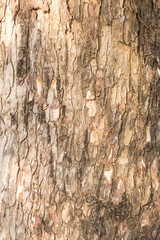 Close up tree bark for background