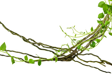 circular vine at the roots of tropical trees