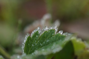 morning dew