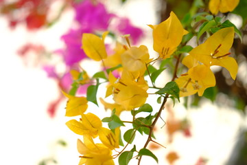 Blooming orange bougainvilleas closeup.