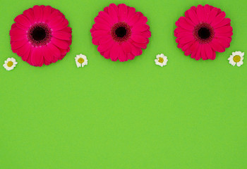 three pink gerbera flowers in front of a green background