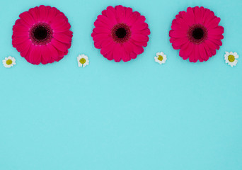 three pink gerbera flowers in front of a blue background