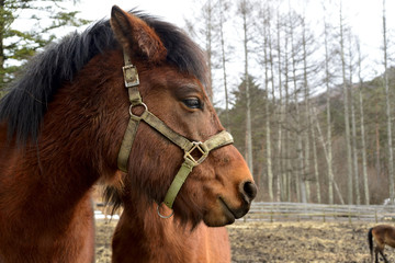 木曽馬　開田高原
