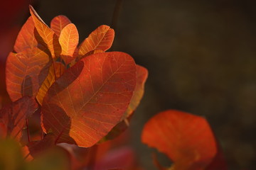 Red leaves on a tree branch closeup. Autumn forest