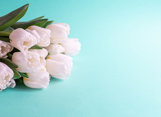 Bouquet of white tulips, light blue background, woman's day, copy space