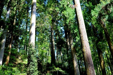 森の中　緑　風景　杤木