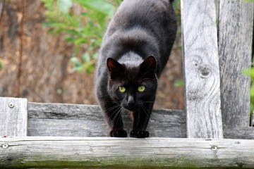 Neugierige schwarze Katze auf Jägerstand im Steinacher Ried.