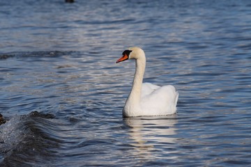 Fototapeta na wymiar Majestätische Schönheit - der Höckerschwan. Er gleitet stolz auf dem Bodensee.