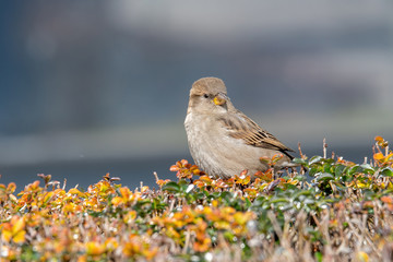 House Sparrow (Passer domesticus ) in natural background