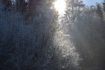 Fototapeta na wymiar Sonnenschein im Winter