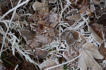 Gefrorene Blätter