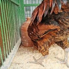 woman in white dress