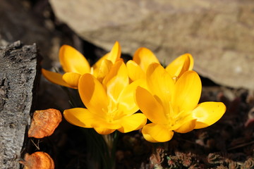 Naklejka na ściany i meble Gelbe Krokusse - Der Frühling steht in den Startlöchern