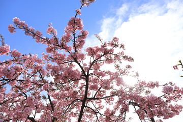 松田山の河津桜の風景
