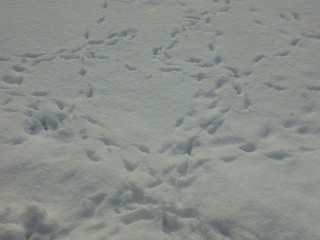Fototapeta na wymiar bird tracks on white snow