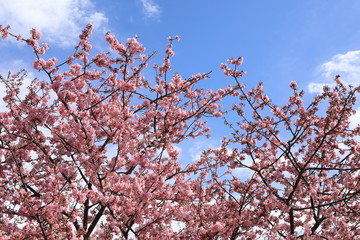 松田山の河津桜の風景