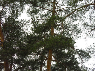 pine trees against the sky: needles, branches and trunks