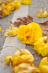 Cochlospermum regium or yellow cotton tree flower