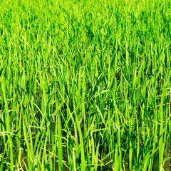 young green grass in spring