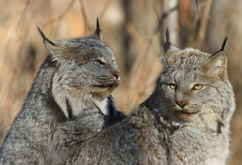 two lynx in nature during autumn