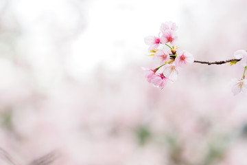 桜 cherry blossom 12