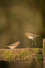European Robin; Erithacus rubecula;