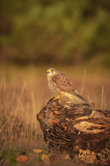 Common kestrel ;Falco tinnunculus