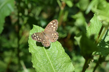 Schmetterling