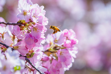 桜 cherry blossom 3