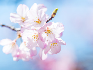 桜 cherry blossom 1