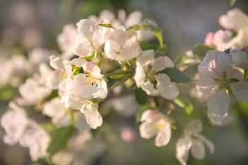 Fototapeta premium Blossom apple tree flowers macro. Spring time. Bright white an apple-tree flower illuminated by a bright ray of the spring and blue sky on a back background