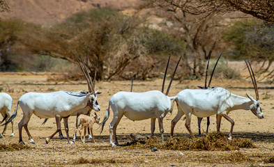 Obraz na płótnie Canvas Antelope Arabian white oryx (Oryx dammah) inhabits native environments of Sahara desert, recently introduced into nature reserves of the Middle East