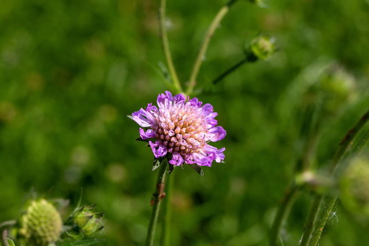 Ackerwitwenblume