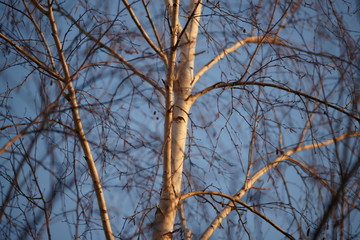 Birch tree. Closeup bare branches. Sunny sunset light.