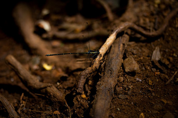 Closeup of common flatwing damselfly resting on forest floor