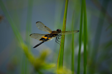 Macro Yellow-striped Flutterer resting on blade of grass wings open