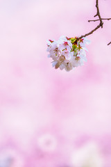 桜 cherry blossom 17