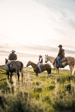 Cowboys on horseback herding cattle in pieceful prairie setting. Cody, Wyoming, USA