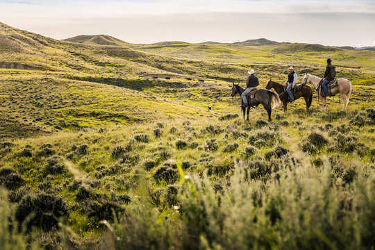 Cowboys on horseback herding cattle in pieceful prairie setting. Cody, Wyoming, USA